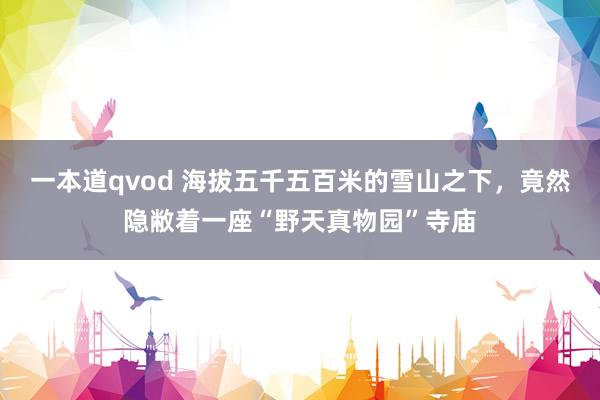 一本道qvod 海拔五千五百米的雪山之下，竟然隐敝着一座“野天真物园”寺庙