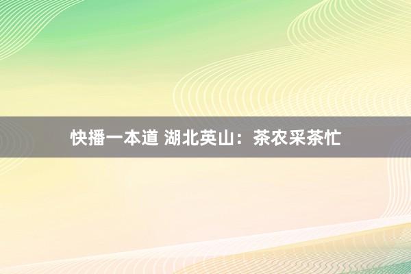快播一本道 湖北英山：茶农采茶忙